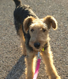 Airedale puppy